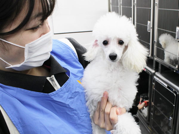 モデル犬のお世話＆お散歩♪
